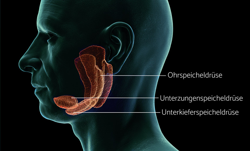 speicheldruesen-verdauung