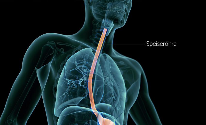 speiseroere-verdauung